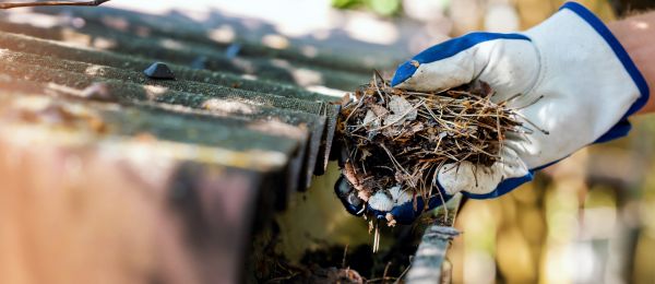 Pine Needle Gutter Cleaning in Manassas